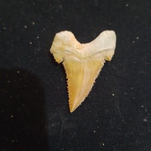 Skamieniały ząb rekina Palaeocarcharodon (3,5 cm / 1,38 cala) – rzadki prehistoryczny skamieniały rekin makrelowy z Maroka