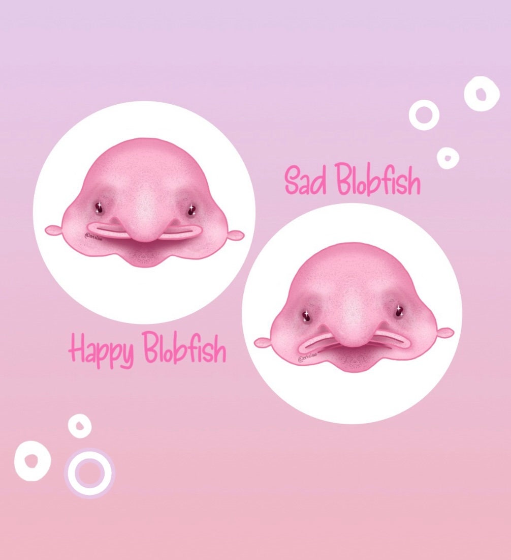 Sad Faced Blob-fish a deep sea survivor? #blobfish #fish #shorts 