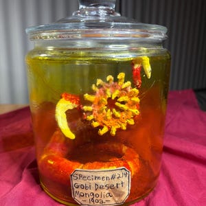 May include: A clear glass jar with a lid containing a yellow-tinted liquid and a textured, multi-colored creature. A paper label on the front reads: Specimen #214, Gobi Desert, Mongolia, 1902. The creature features yellow and red appendages.