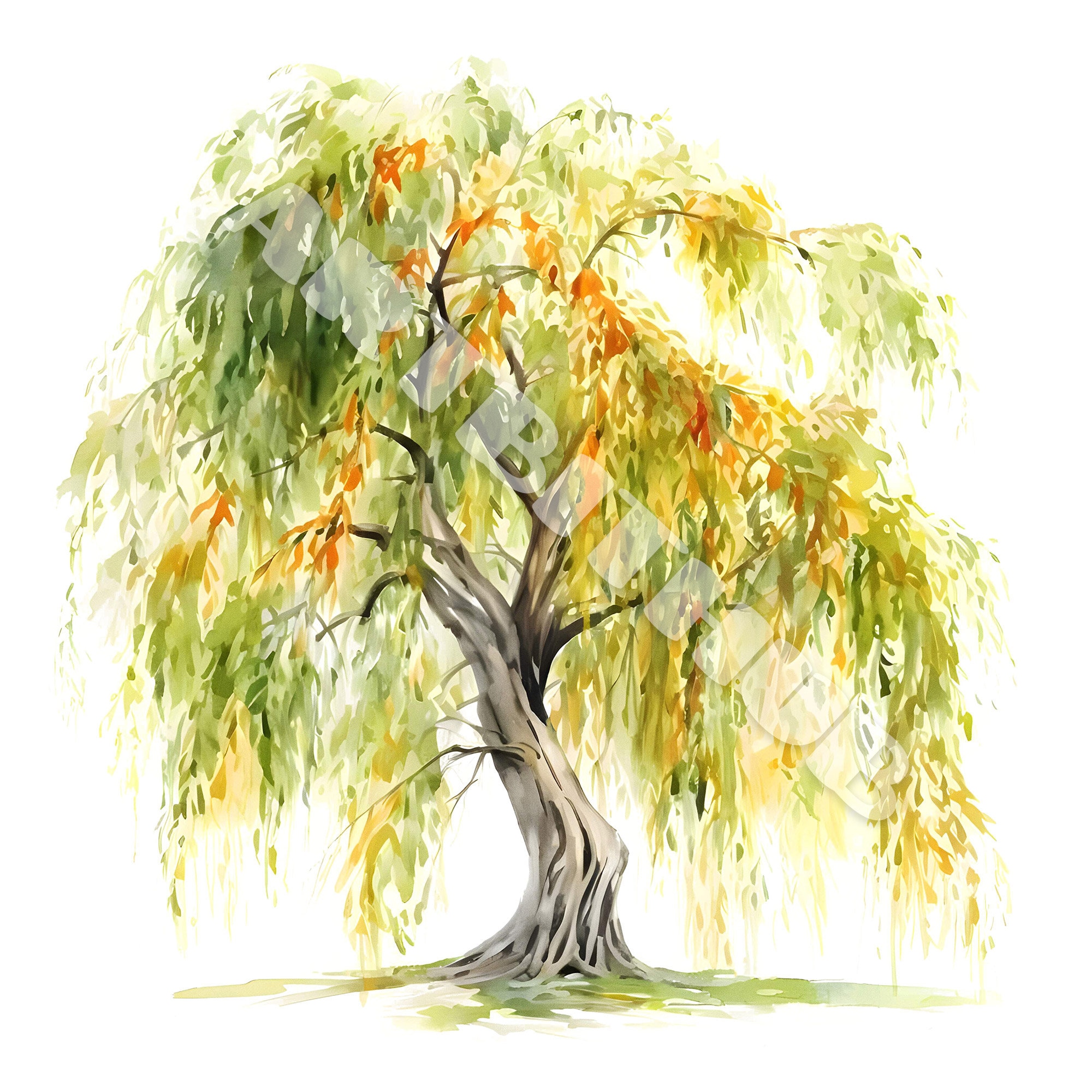 Willow Tree Watercolor Clipart | Sallow Shrub JPG Set | Stationery ...
