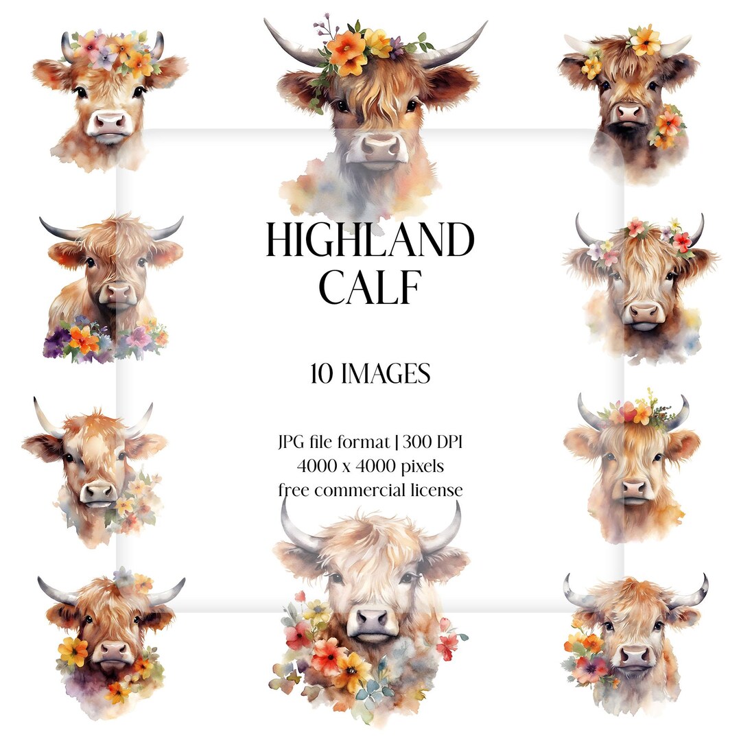 Highland Calf Watercolor Clipart | Baby Cow & Flowers (digital Print ...