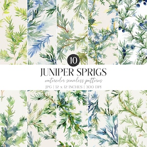 Patrón sin costuras de ramitas de enebro en acuarela / Verdor navideño (paquete de papel digital)