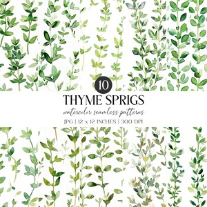 Peut inclure: Motifs sans couture à l'aquarelle avec des brins de thym verts sur fond blanc. L'image comprend le texte "10 THYME SPRIGS watercolor seamless patterns JPG | 30.5 x 30.5 CM | 300 DPI".