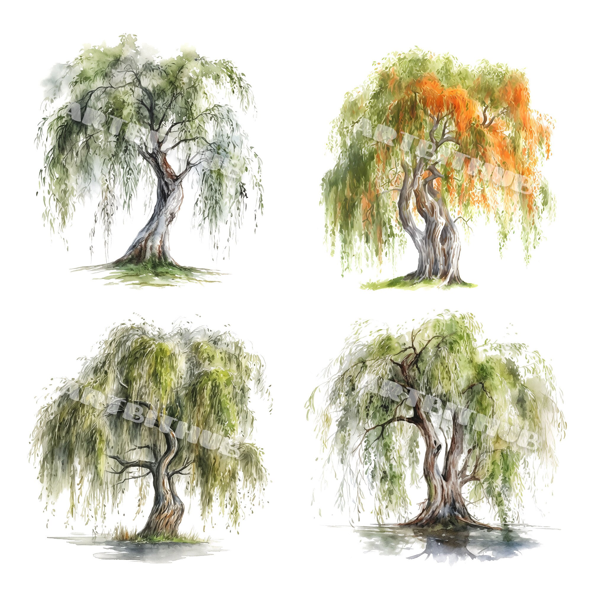 Willow Tree Watercolor Clipart | Sallow Shrub JPG Set | Stationery ...