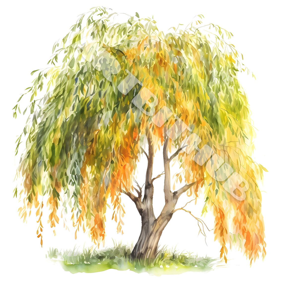Willow Tree Watercolor Clipart | Sallow Shrub JPG Set | Stationery ...