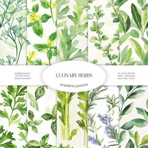 Modello senza cuciture di erbe culinarie / Pianta aromatica JPG Pacchetto di carta digitale / Sfondo botanico / Tessuto a base di erbe e verde / Piastrella da cucina fai da te