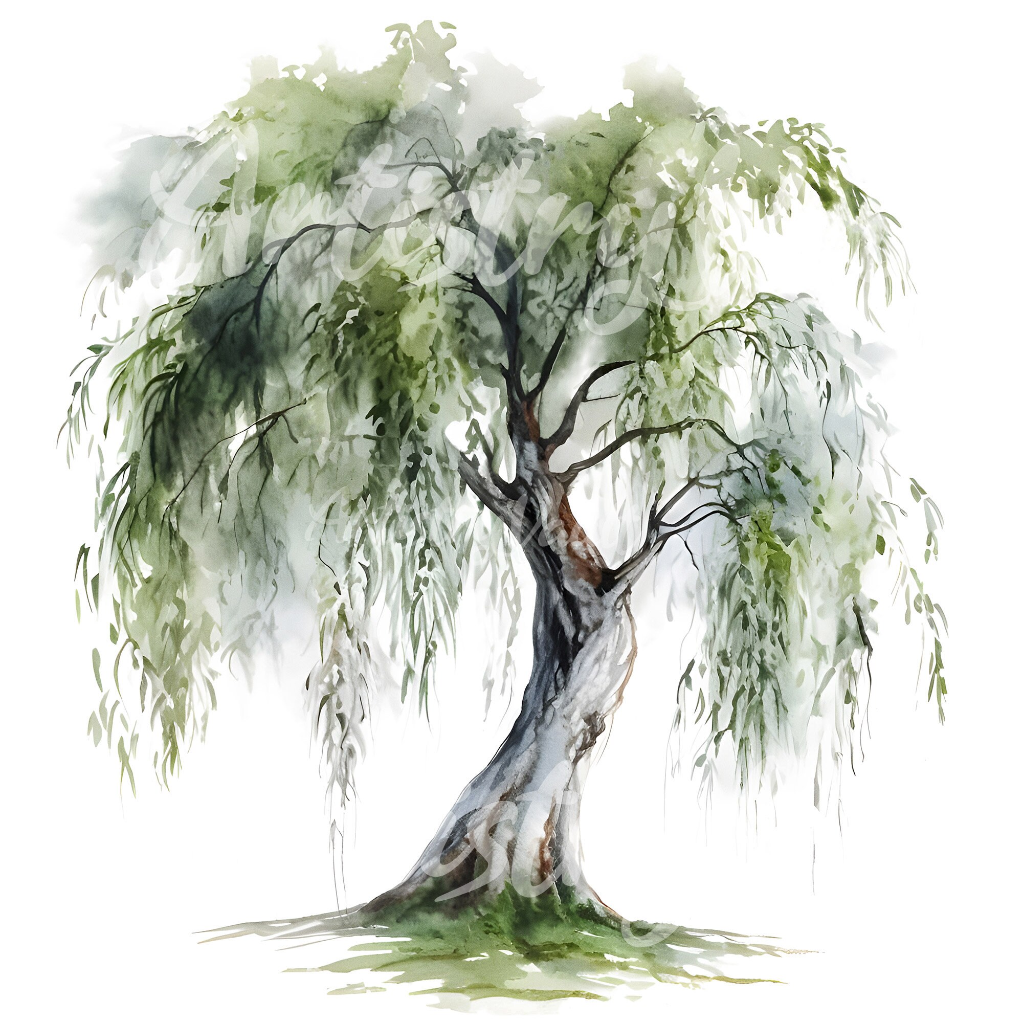 Willow Tree Watercolor Clipart Sallow Shrub JPG Set - Etsy