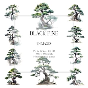 Clipart acquerello di pino nero giapponese / Set JPG di albero zen / Cancelleria fai da te, artigianato di carta, arte murale, abbigliamento, pianificatore, diario, creazione di biglietti