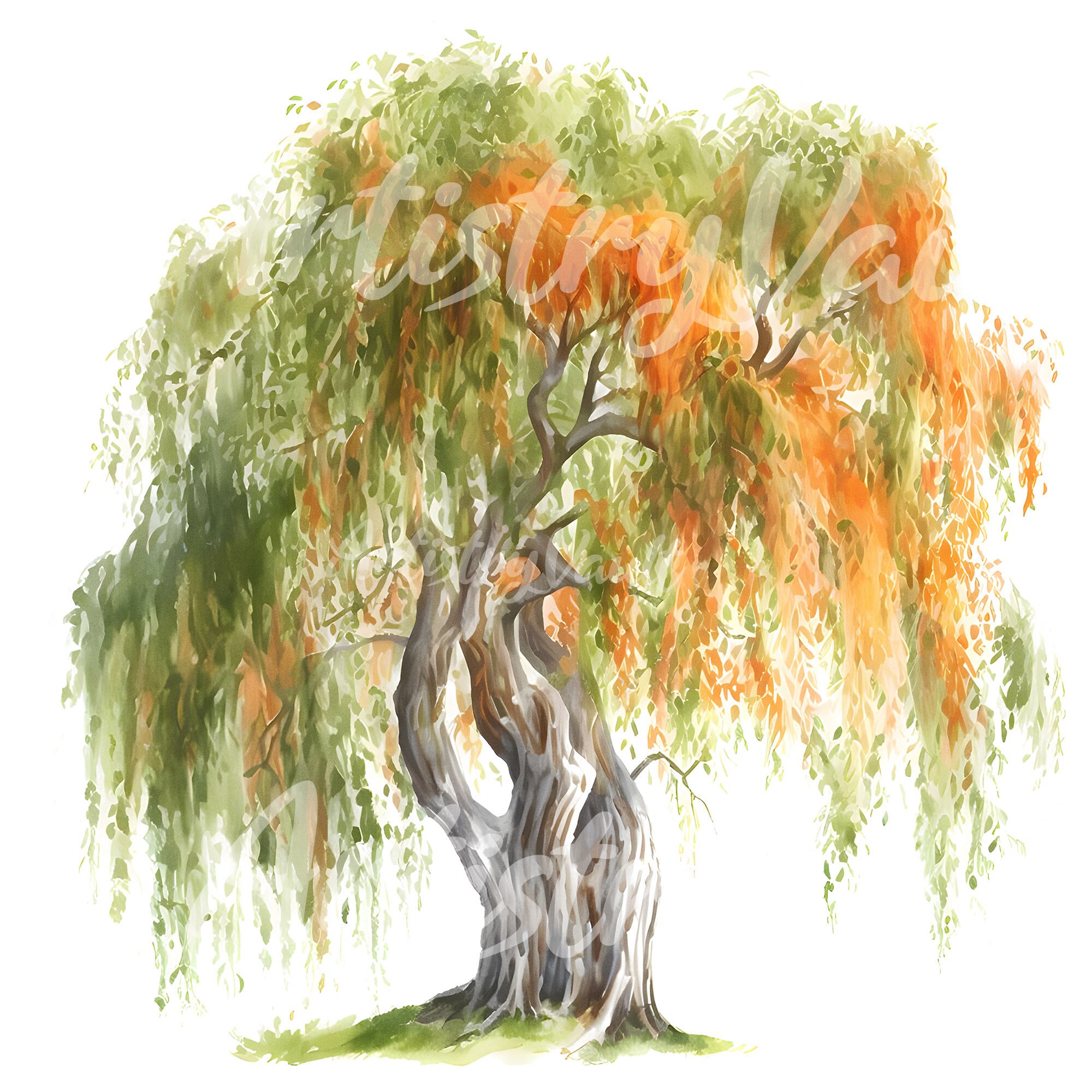Willow Tree Watercolor Clipart Sallow Shrub JPG Set - Etsy