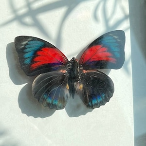 Agrias sp. hybrid butterfly, real framed butterfly
