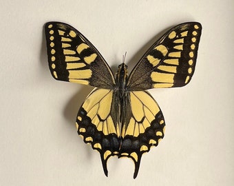 Oude wereld zwaluwstaart - Papilio machaon venchuanus, echte ingelijste vlinder