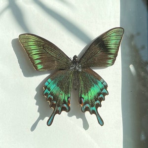 Alpine black swallowtail - Papilio maackii, real framed butterfly