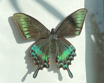 May include: A framed butterfly specimen with green and black wings. The butterfly is mounted on a white background and displayed in a black frame.