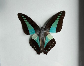 Puede incluir: Un espécimen de mariposa enmarcado con alas negras y detalles turquesa. La mariposa está montada sobre un fondo blanco y enmarcada en un marco negro.