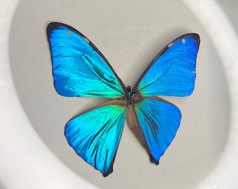 本物の虹色に輝く青い蝶の剥製 - モルフォアエガ - Etsy 日本