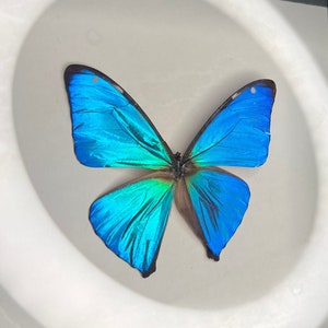 Morpho aega, real framed butterfly