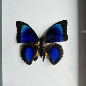 Agrias beatifica lachaumeri X Agrias lugens hybrid, real framed butterfly