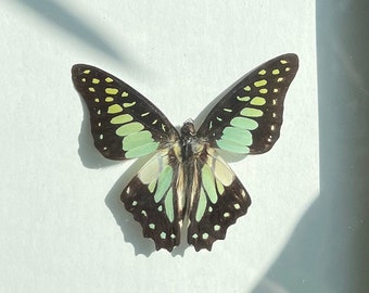 Geaderde gaai - Graphium bathycles, echte ingelijste vlinder