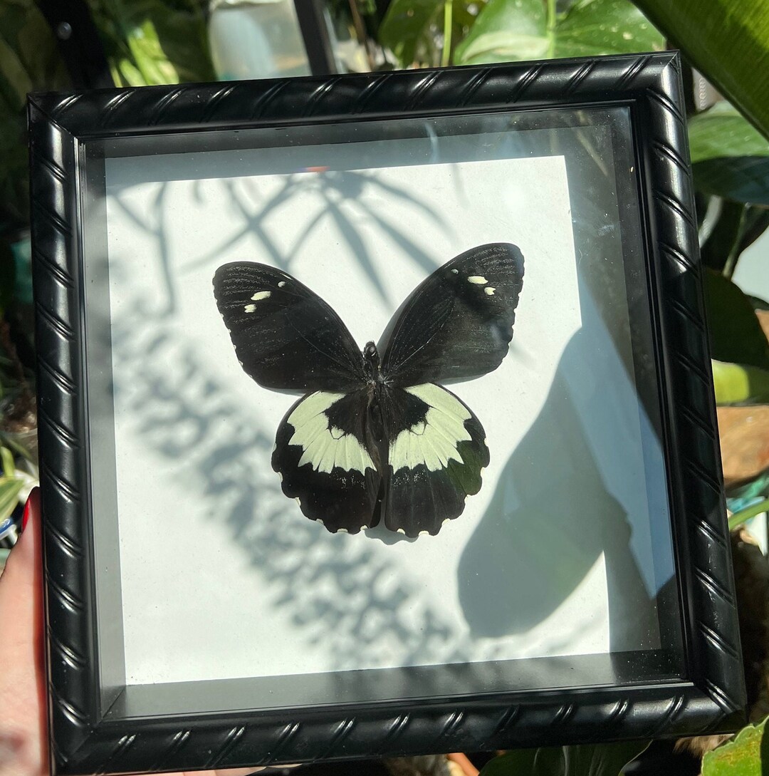 Papilio Gambrisius Colossus, Real Framed Butterfly Etsy