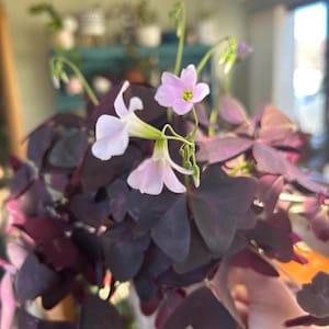 Oxalis triangularis *purple shamrock * false shamrock *easy care plant * 08