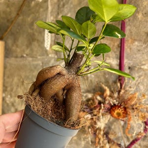 May include: A small potted plant with a thick, twisted trunk and green leaves. The plant is in a grey pot and is surrounded by brown fibres.