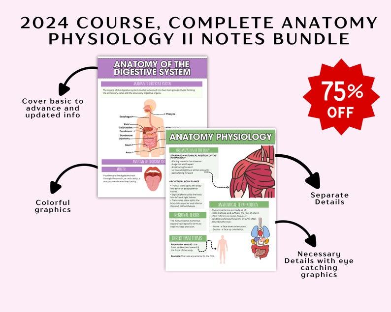 May include: A bundle of anatomy and physiology notes for a 2024 course. The notes include colorful graphics and detailed diagrams of the digestive system and anatomical terminology. A red starburst graphic indicates a 75% discount.
