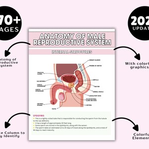 May include: Anatomy of Male Reproductive System educational chart with colorful graphics. The chart includes internal structures, a separate column for easy identification, and details on the epididymis. The chart is 170+ pages and updated for 2024.