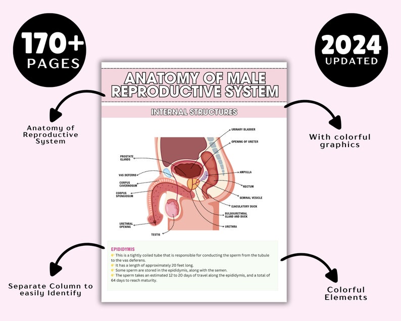 May include: Anatomy of Male Reproductive System educational chart with colorful graphics. The chart includes internal structures, a separate column for easy identification, and details on the epididymis. The chart is 170+ pages and updated for 2024.