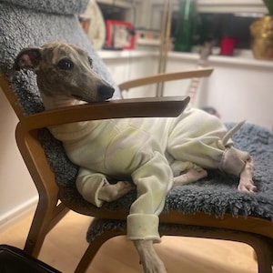 Peut inclure: Un chien Whippet gris et blanc portant une combinaison tie-dye jaune clair et rose, se relaxant dans un fauteuil gris et marron.