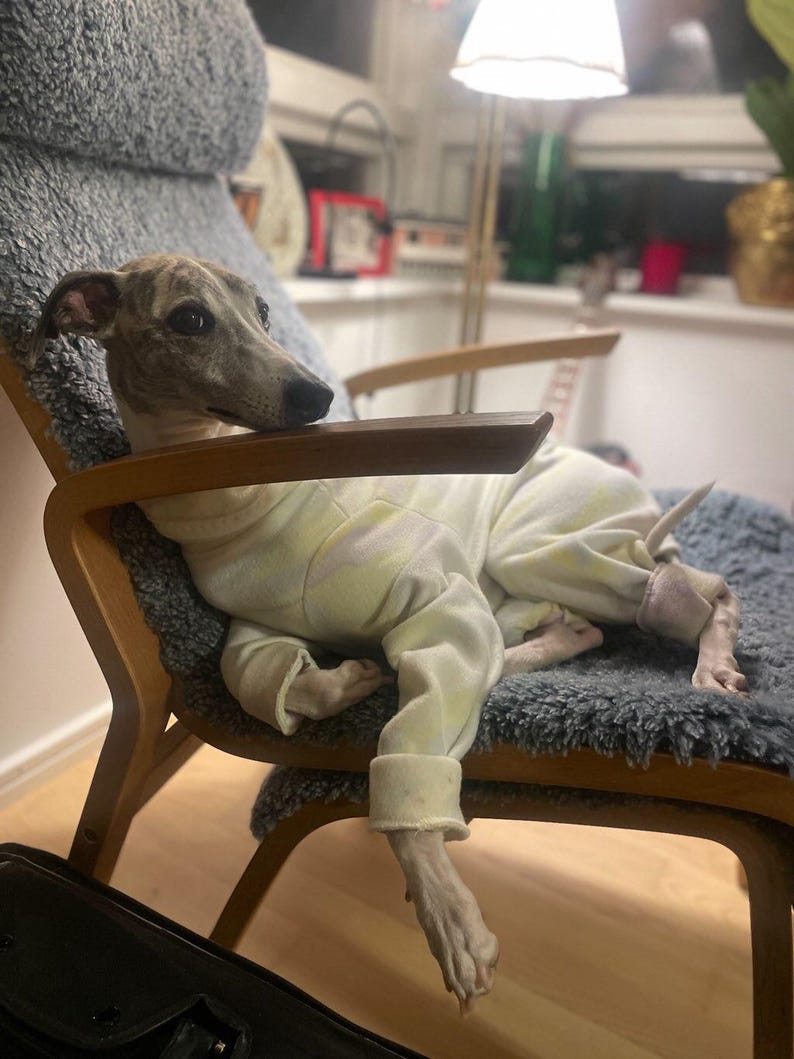 Peut inclure: Un chien Whippet gris et blanc portant une combinaison tie-dye jaune clair et rose, se relaxant dans un fauteuil gris et marron.