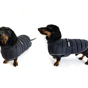 May include: A black and tan dachshund wearing a black puffer coat with a white stripe and a reflective strap. The dog is standing on a white background.