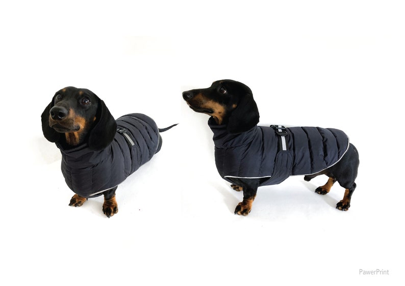May include: A black and tan dachshund wearing a black puffer coat with a white stripe and a reflective strap. The dog is standing on a white background.