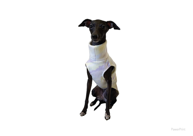 May include: A small black dog with white markings on its paws wearing a sleeveless turtleneck sweater featuring a light purple and white tie-dye pattern. The text PawerPrint is visible in the bottom right corner of the image.