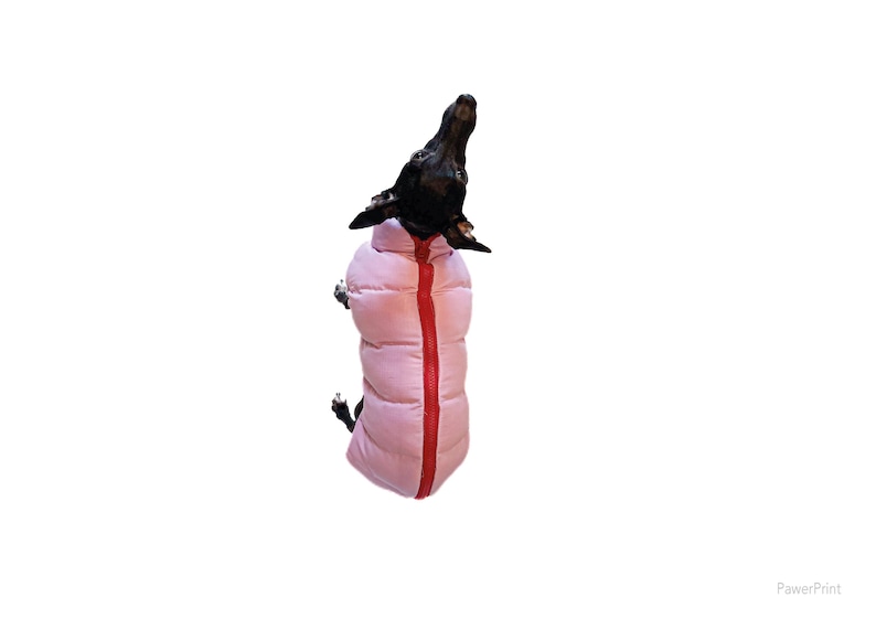 May include: A black dog wearing a pink puffer coat with a red zipper. The dog is looking upwards against a white background. The coat appears to be quilted and designed for warmth.