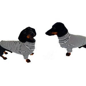 May include: Two Dachshund dogs wearing black and white striped shirts. The dogs have black fur on their heads and backs, with brown and tan markings on their faces and legs. The background is plain white.