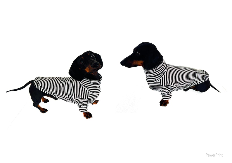 May include: Two Dachshund dogs wearing black and white striped shirts. The dogs have black fur on their heads and backs, with brown and tan markings on their faces and legs. The background is plain white.