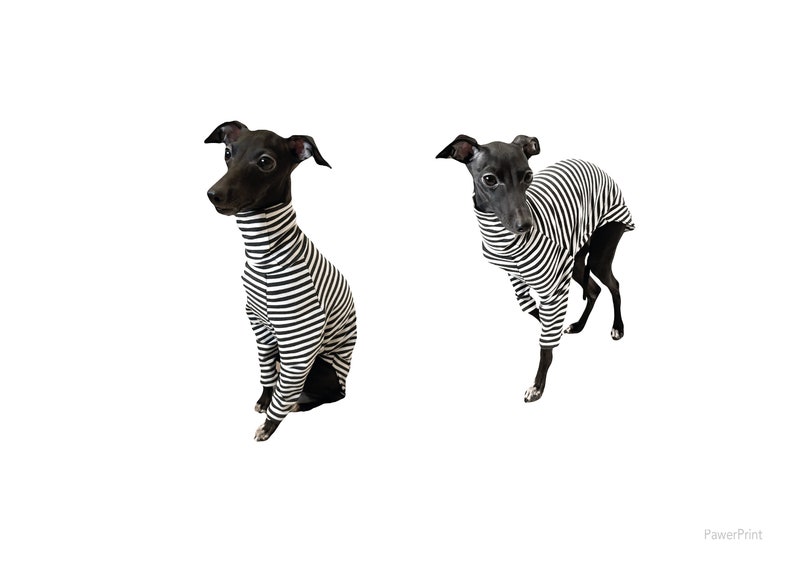 K&ouml;nnte beinhalten: Zwei schwarz-wei&szlig; gestreifte Hundehemden auf italienischen Windhunden. Ein Hund sitzt und der andere steht.