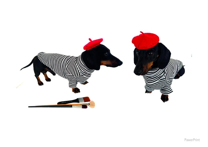 May include: Two dachshund dogs wearing red berets and black and white striped shirts. Three paint brushes are in the foreground. The dogs are on a white background.