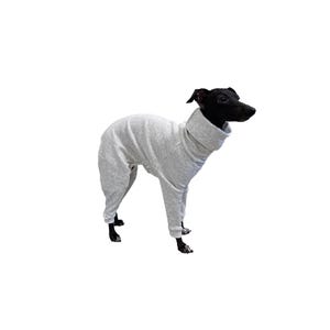 May include: A black and grey Italian Greyhound wearing a grey turtleneck sweater.