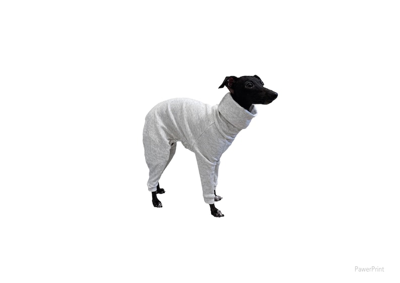 May include: A black and grey Italian Greyhound wearing a grey turtleneck sweater.
