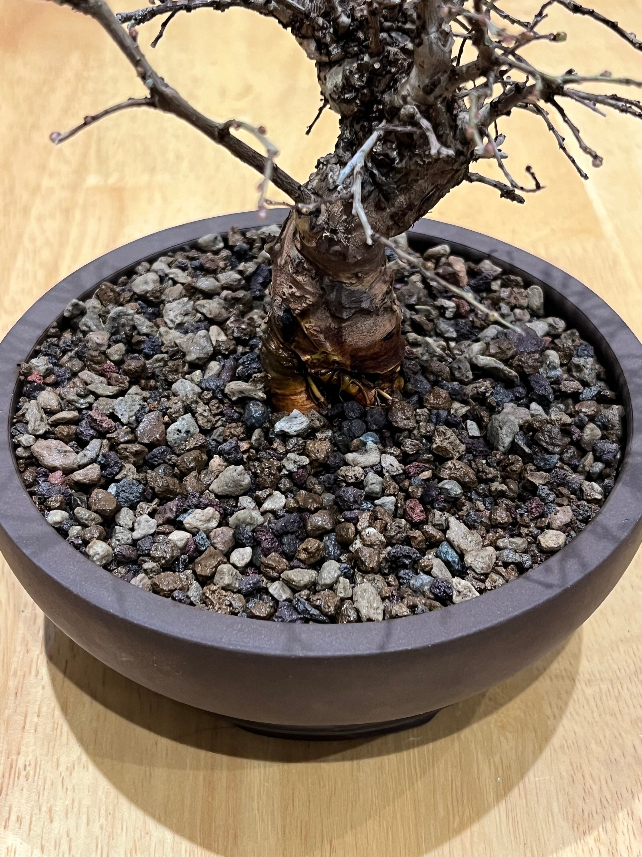 Bonsai grond - Akadama, Bims, Kiryu en lavasteen - Bonsaihobby – Getagged Ruben Bouwmeester