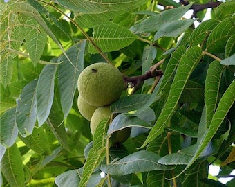 5 black walnut unrooted cuttings for Propagation methods 8 - 12 inches long
