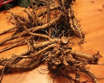 16 ounce (one pound) fresh dug organic poke root