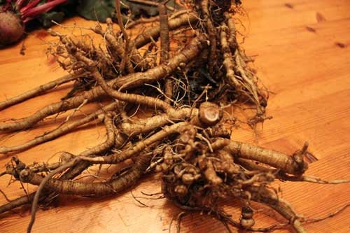 16 ounce (one pound) fresh dug organic poke root