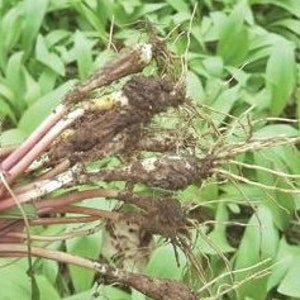 BULBS and roots ONLY.  West Virginia native hardwood forest hand dug ramps wild leeks bulbs only