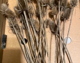 12 Hand Collected Dried Wild and Organic Teasel, Thistle