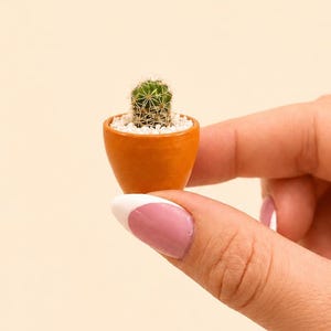 May include: A miniature green cactus with sharp spines planted in a small, smooth, orange ceramic pot. The base of the cactus is covered with tiny white decorative pebbles, creating a stark contrast against the vibrant orange of the container.