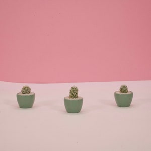 May include: Three small, round, light green ceramic pots, each containing a single, spiky, green cactus planted in white gravel. The pots are arranged in a horizontal line, showcasing a uniform design with a smooth, matte finish on the exterior.