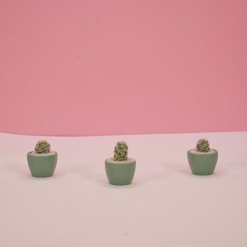May include: Three small, round, light green ceramic pots, each containing a single, spiky, green cactus planted in white gravel. The pots are arranged in a horizontal line, showcasing a uniform design with a smooth, matte finish on the exterior.