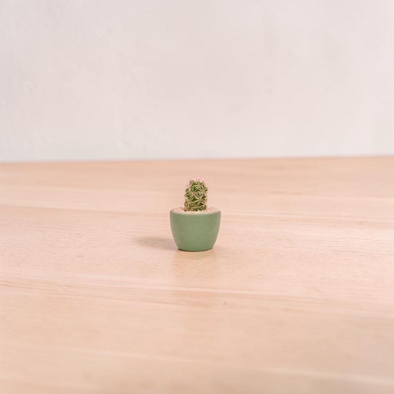 Tiny Cactus Kit, mini plant gift, desk plant, gift for coworker or friend, cute low maintenance plant, handmade pot